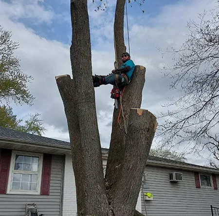 Tree Services